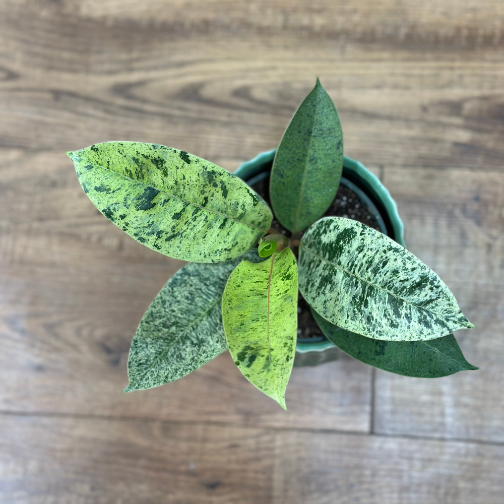 Ficus Shivereana ‘Moonshine’