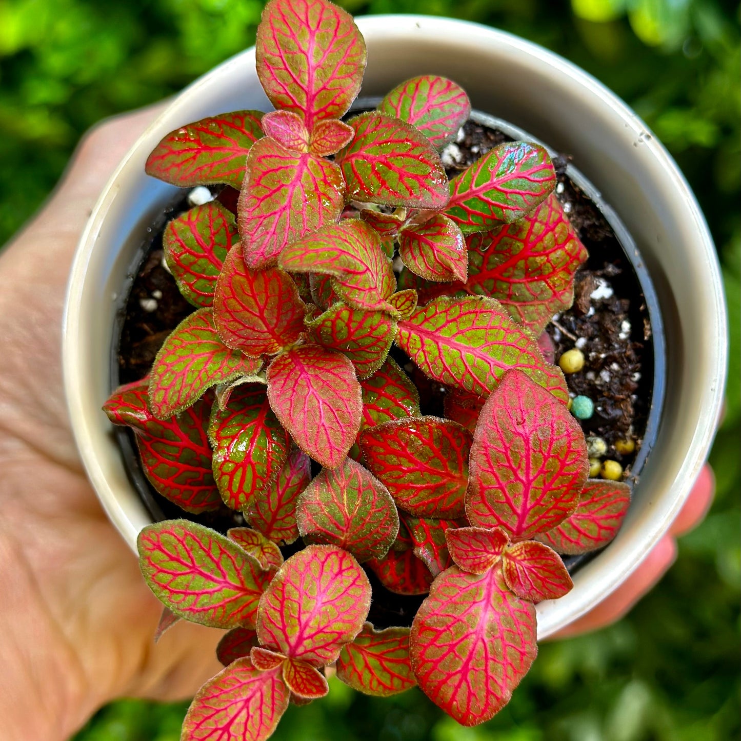 Fittonia 'Red Flame'