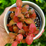Fittonia 'Red Flame'