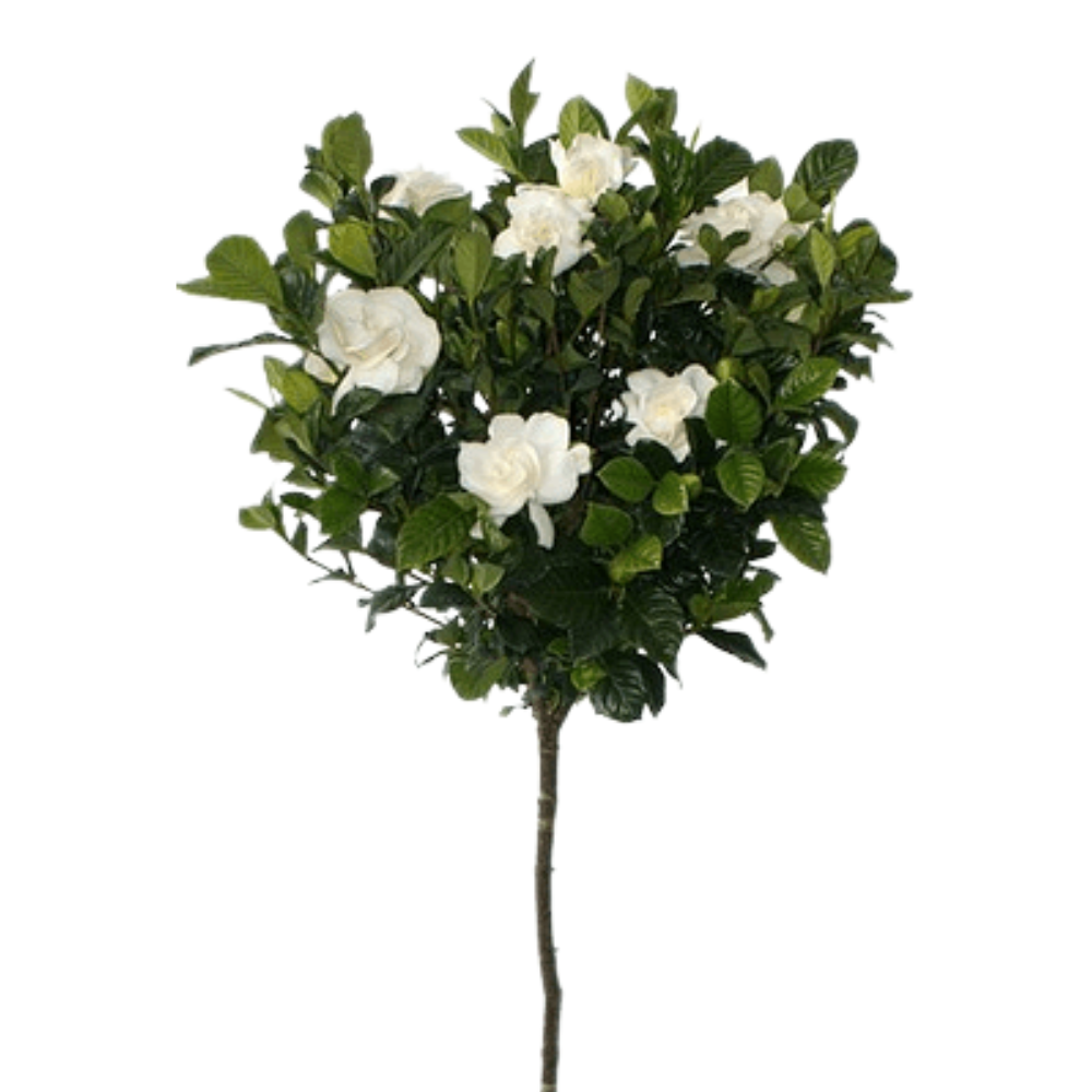 Gardenia ‘Aimee’ Standard