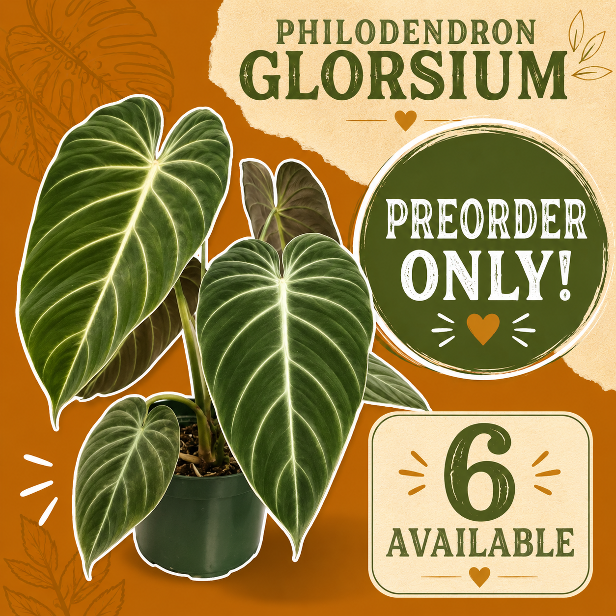 6" Philodendron Gloriosum