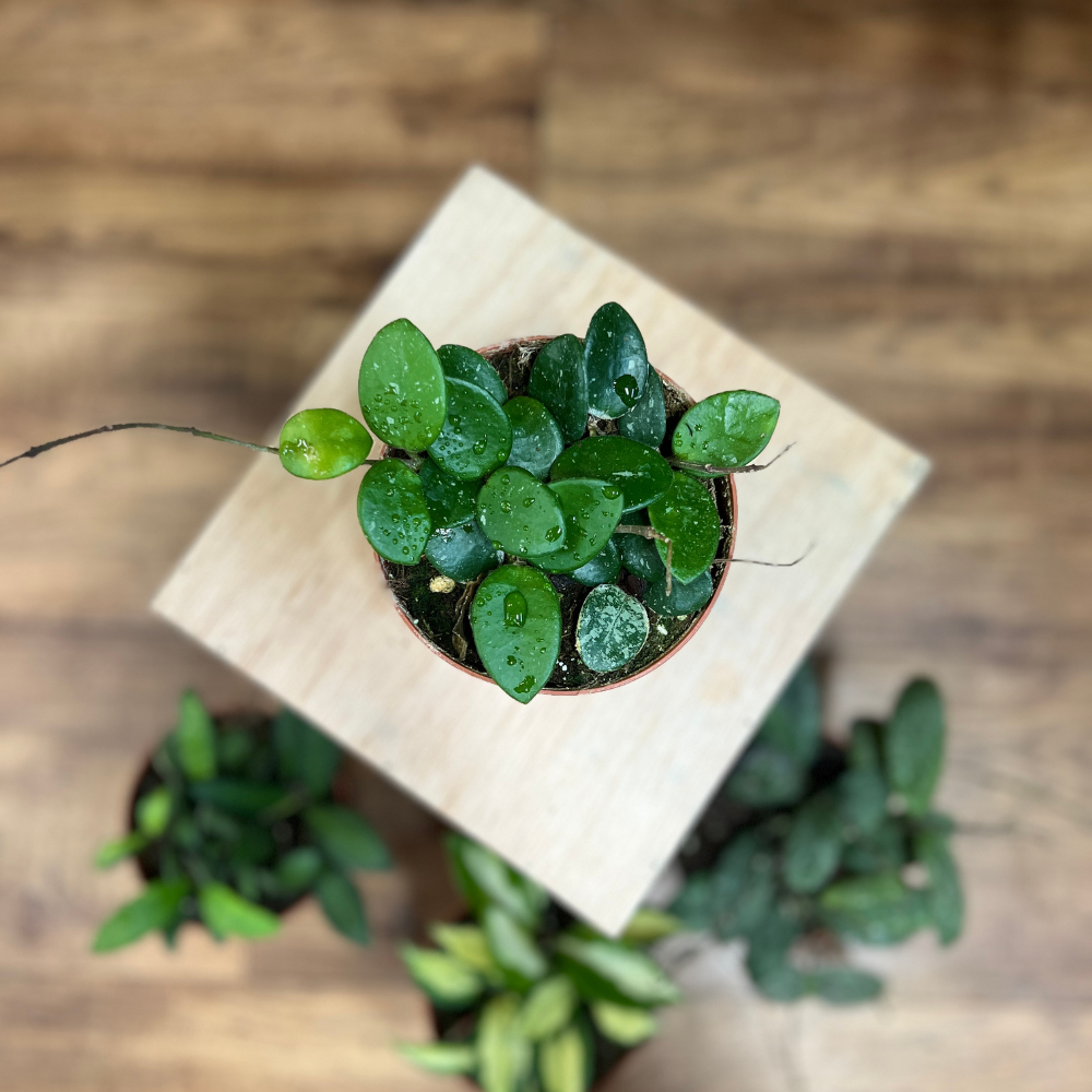 Hoya - Assorted Varieties