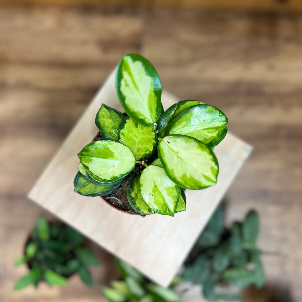 Hoya - Assorted Varieties