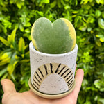 Hoya Variegated Kerri