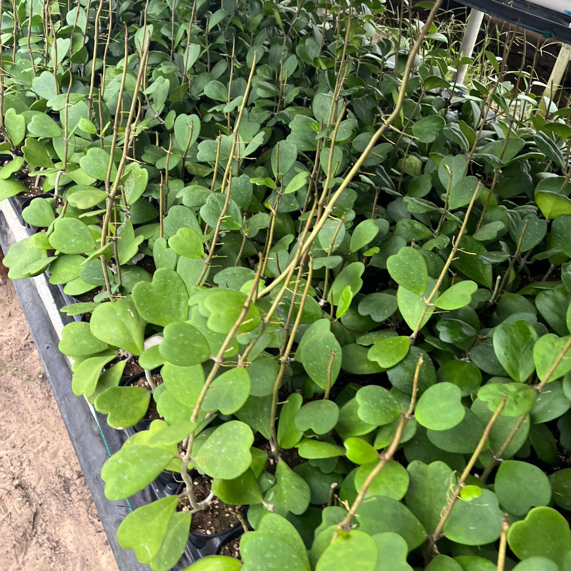Row of young plants with green leaves in a nursery setting