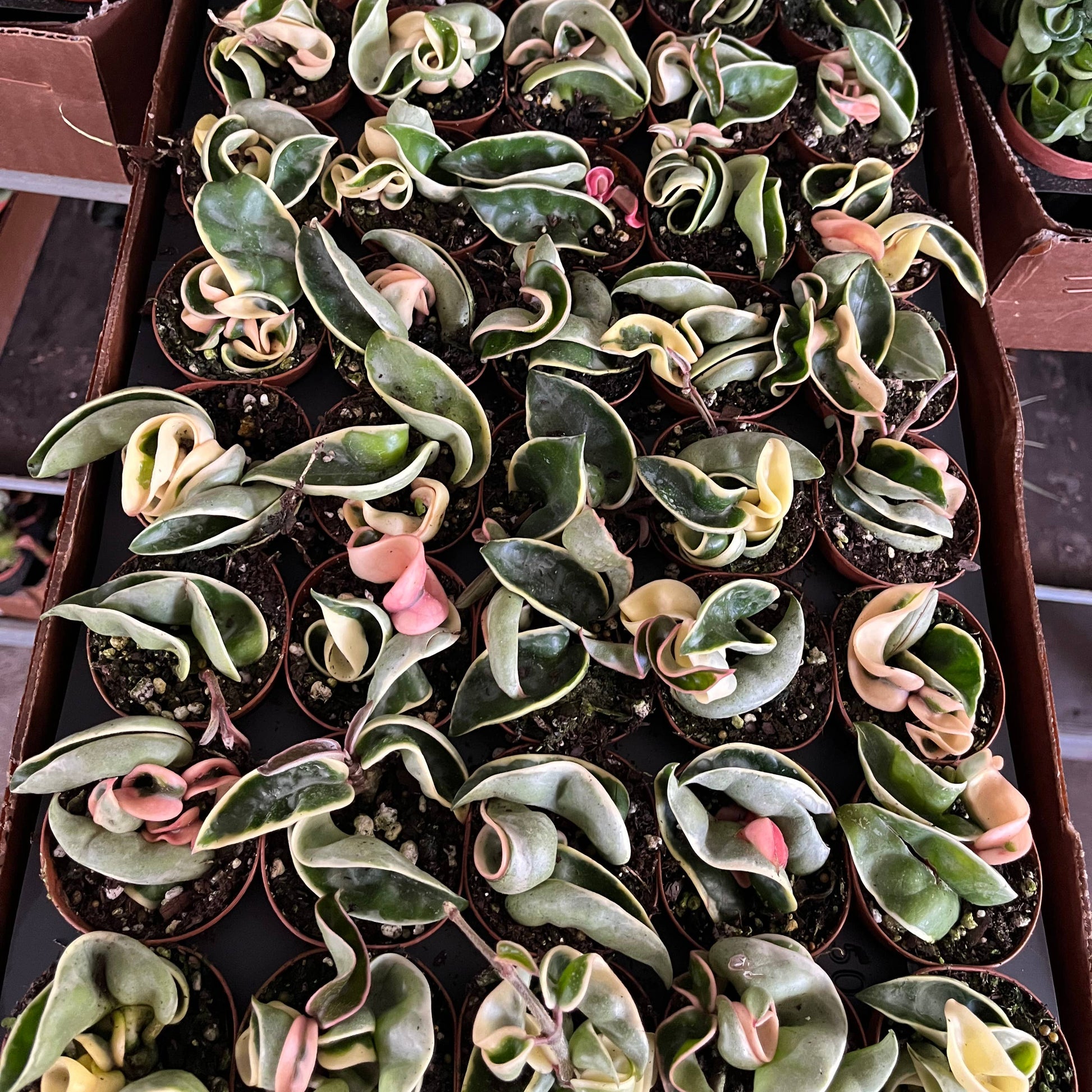 Collection of small potted plants with green and pink leaves on a wooden surface.