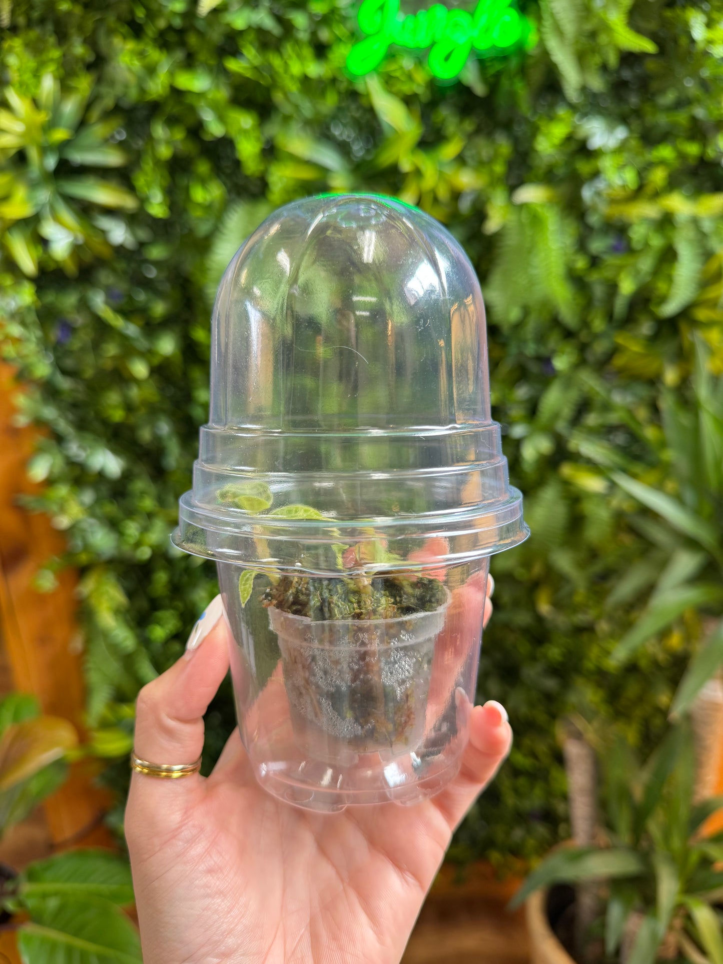 Nursery Plastic Dome