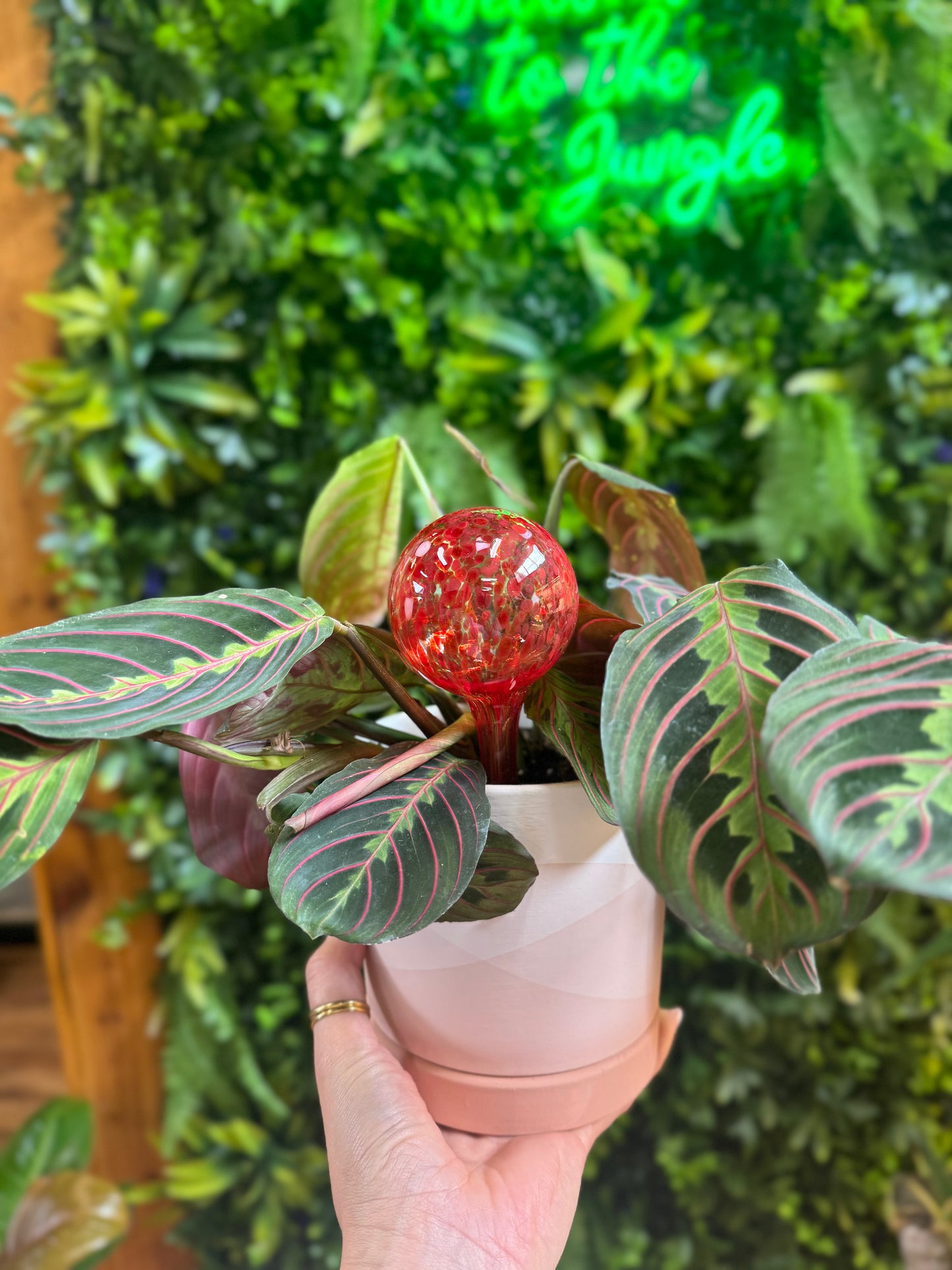 Plant Self Watering Globe