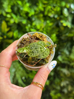 Lightning Jewel Orchid (Macodes Petola)