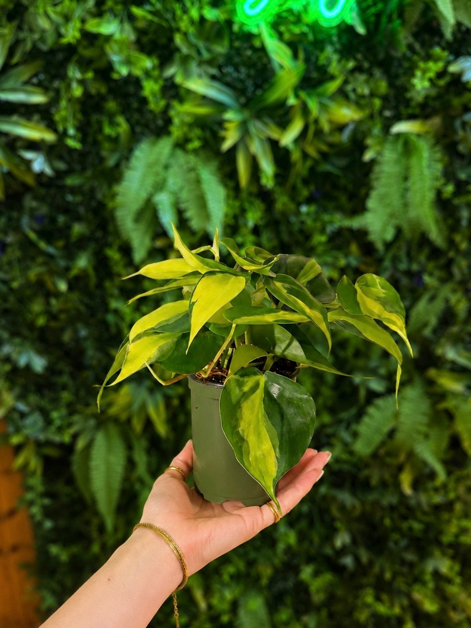 Philodendron Brasil