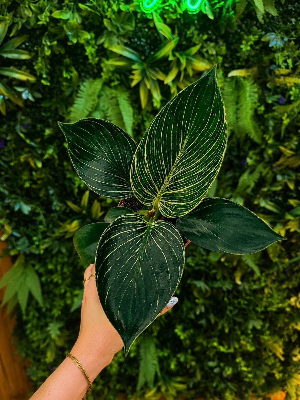 Philodendron Birkin