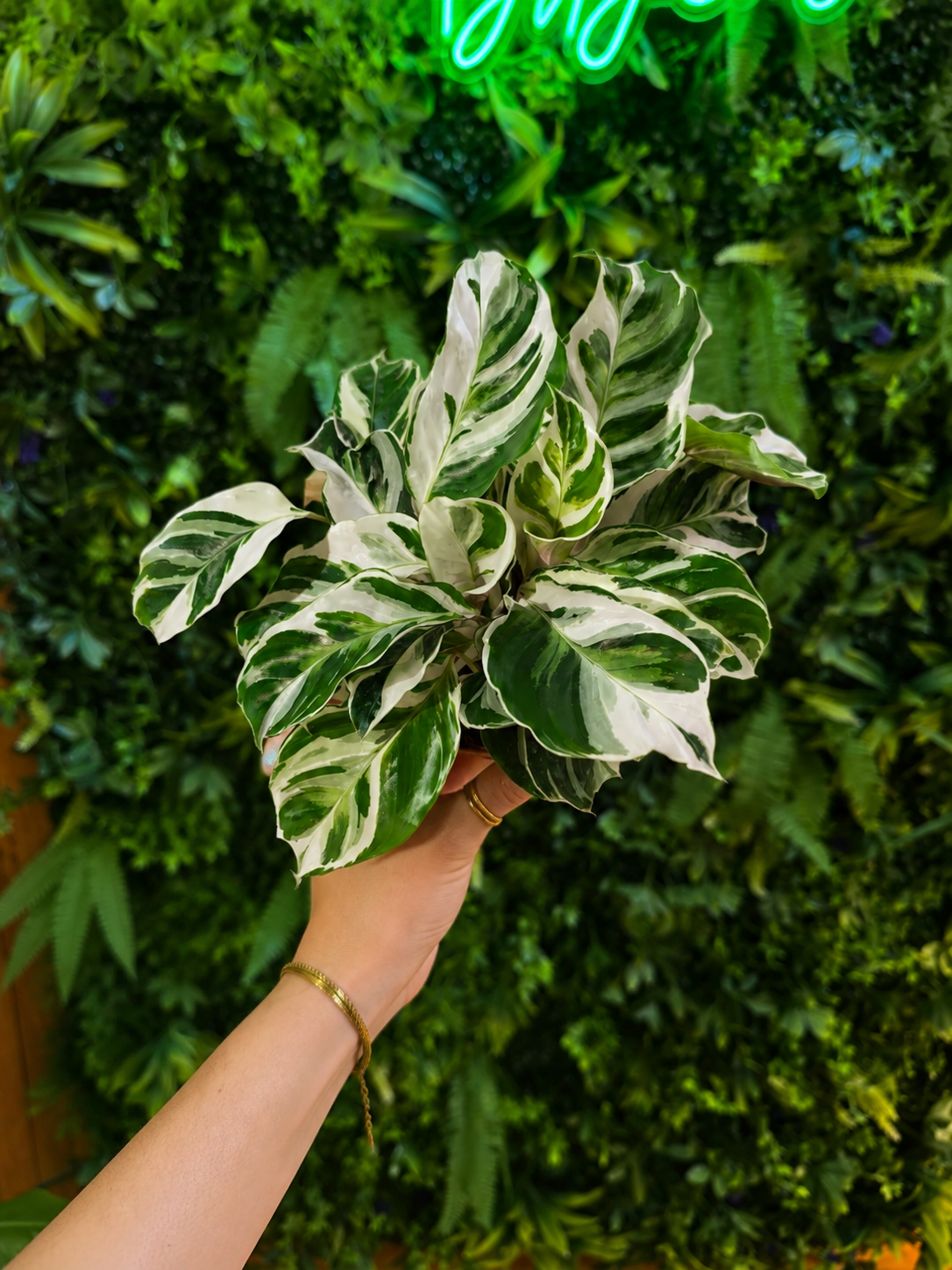 Calathea Fusion White