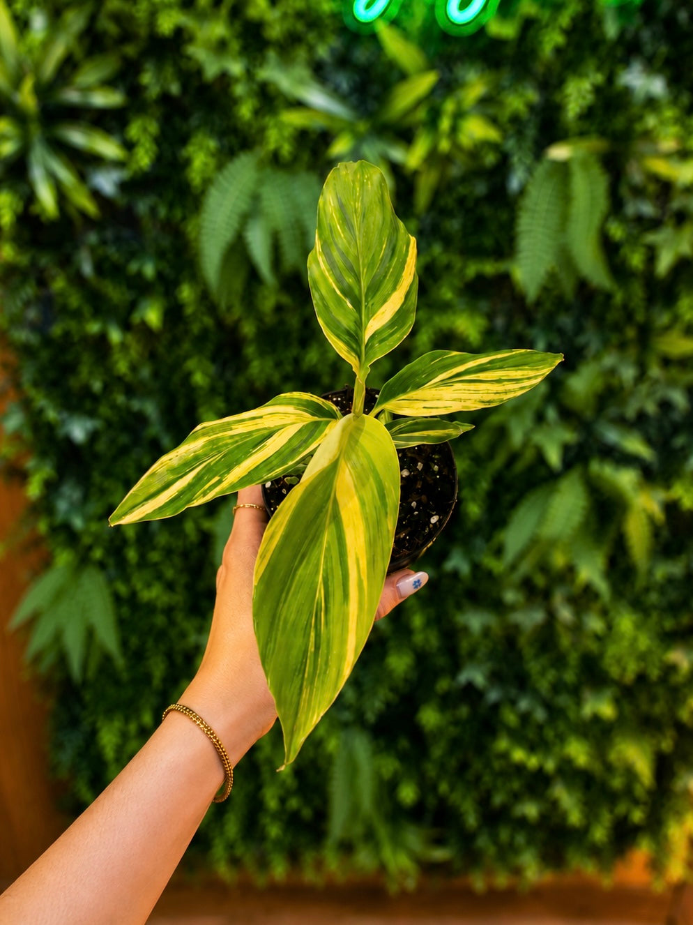Alpinia Ginger Variegated
