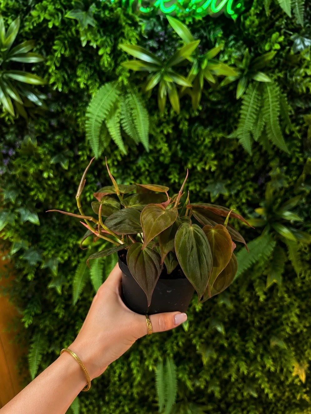 Philodendron Micans