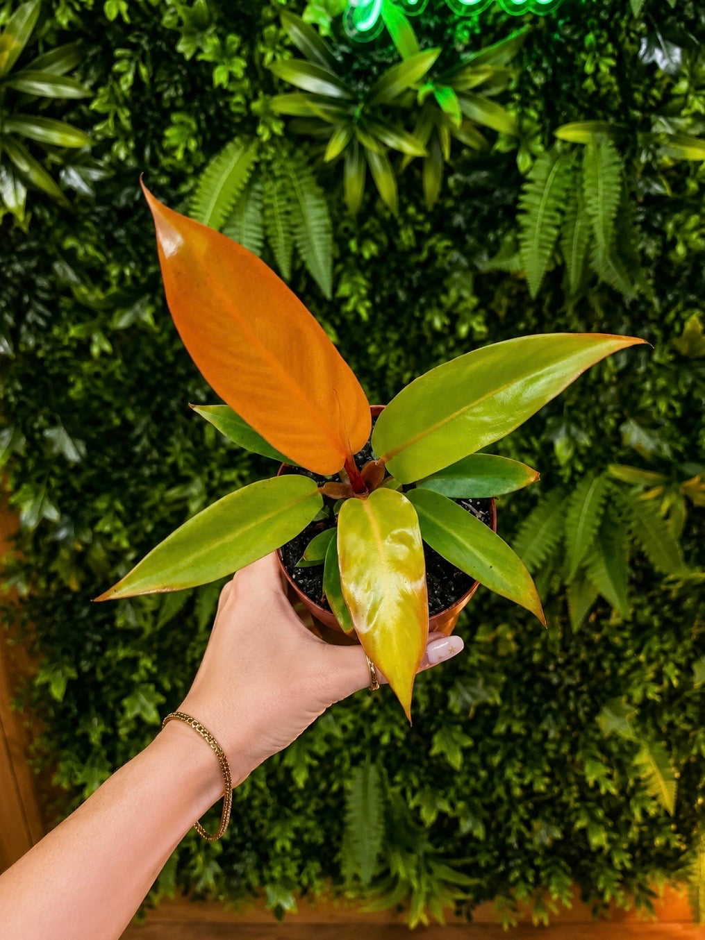 Philodendron Prince of Orange