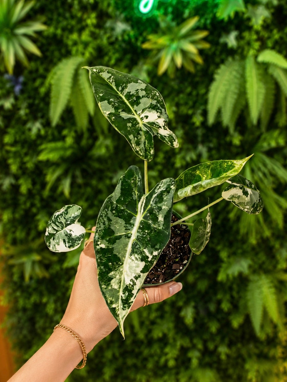 Variegated Alocasia Frydek