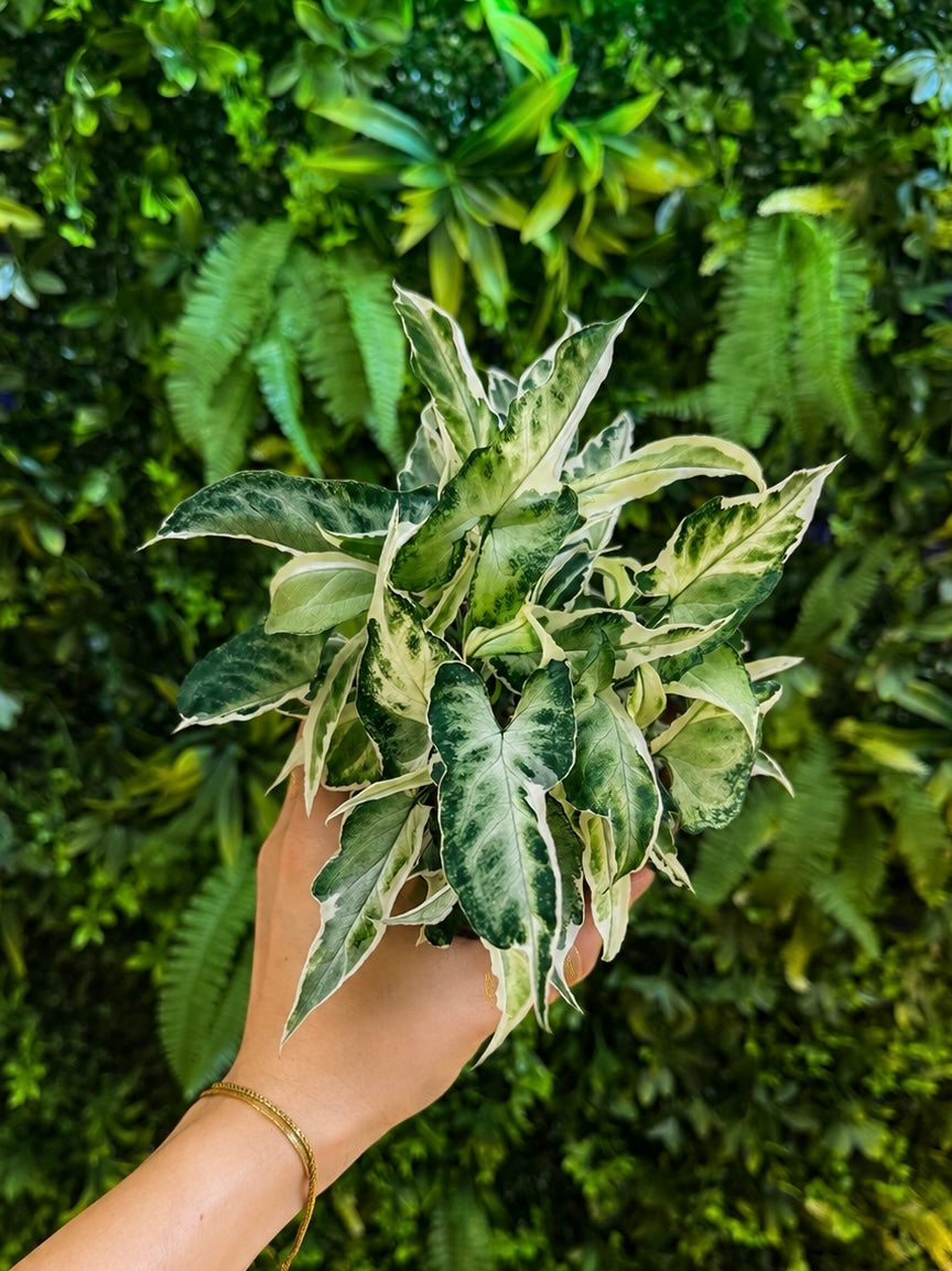 Syngonium Starlight
