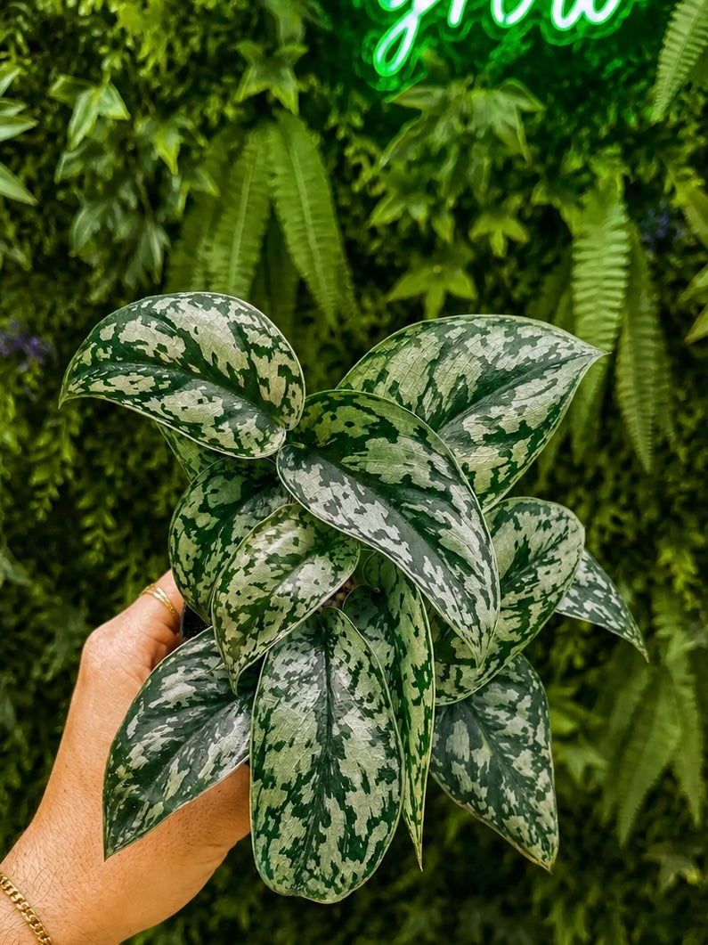 Scindapsus Silver Lady