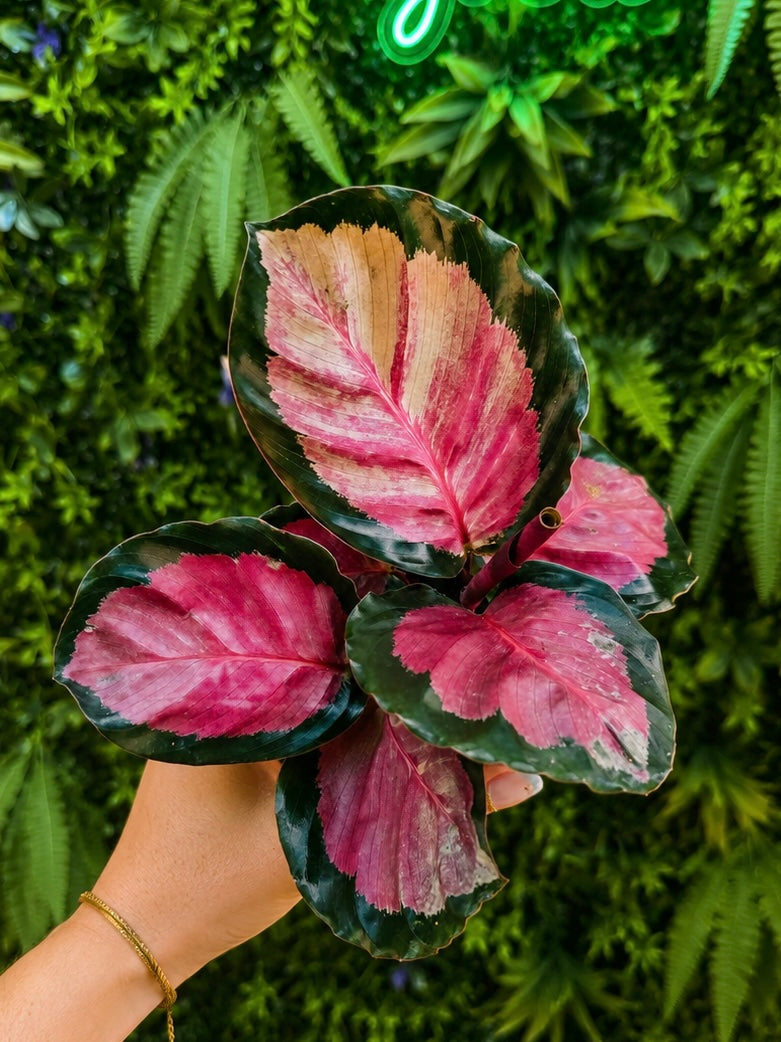 Calathea Rosy