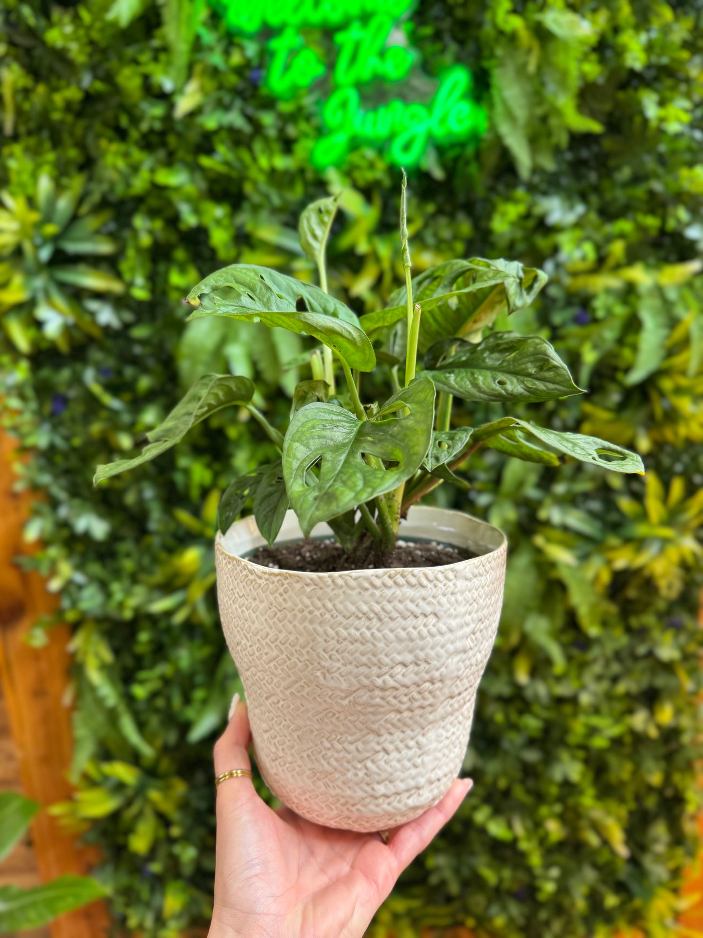Amstel Pot