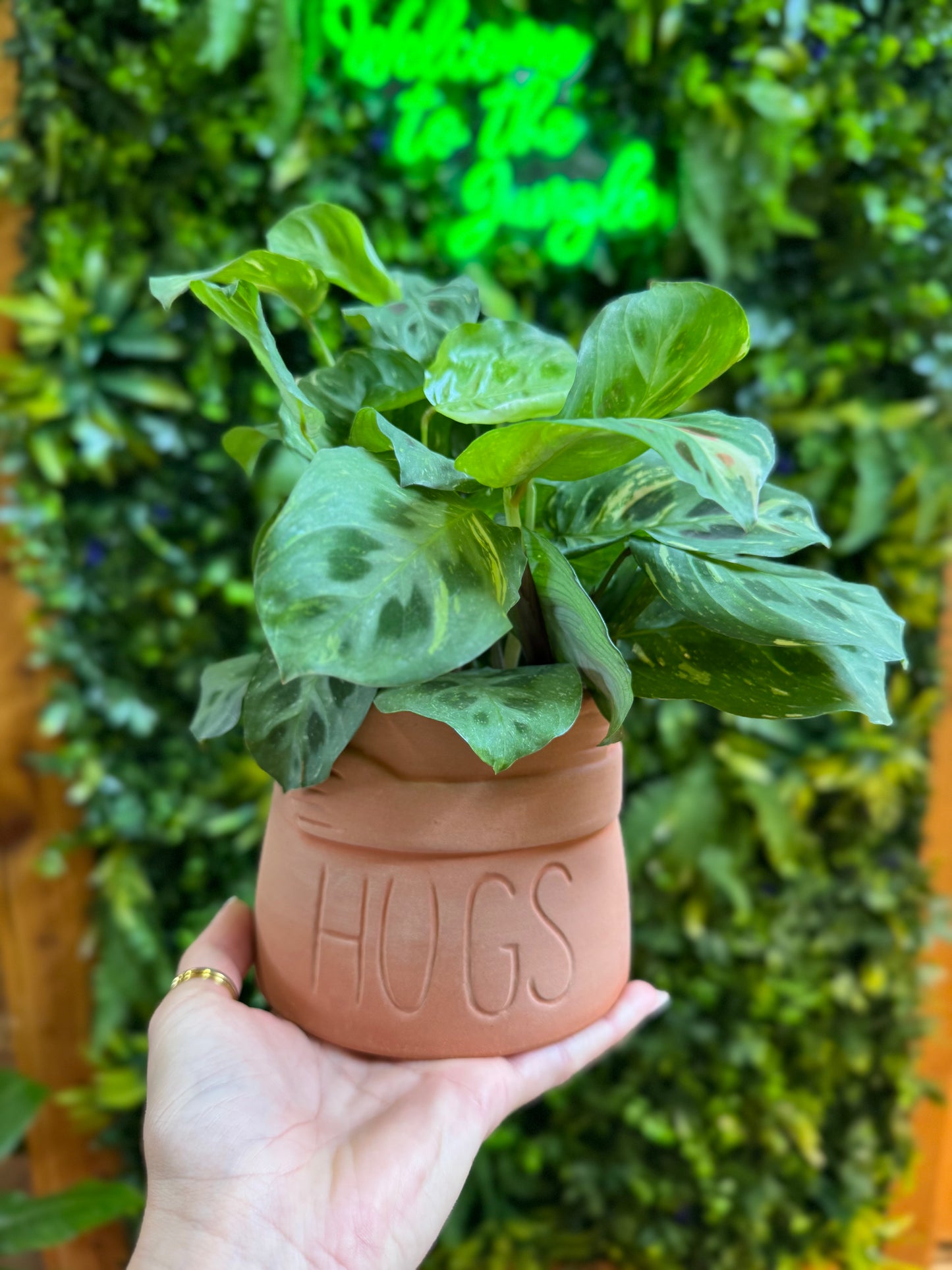 Big Hugs Pot