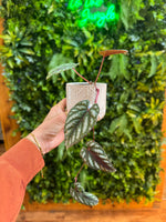 Cissus Discolor