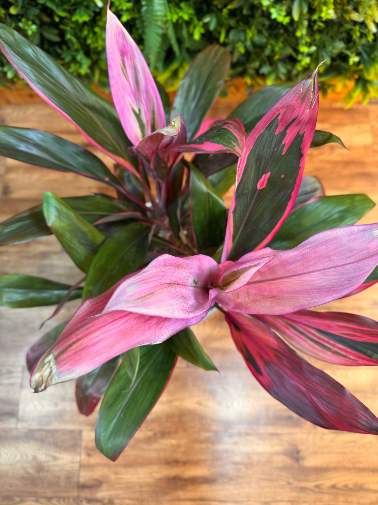 Cordyline ‘Maria’ (Ti Plant)