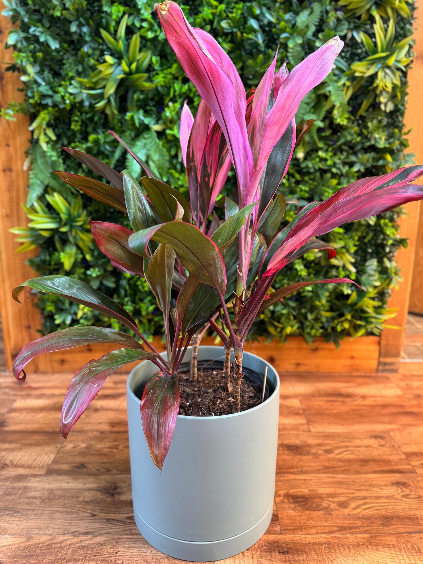 Cordyline ‘Maria’ (Ti Plant)