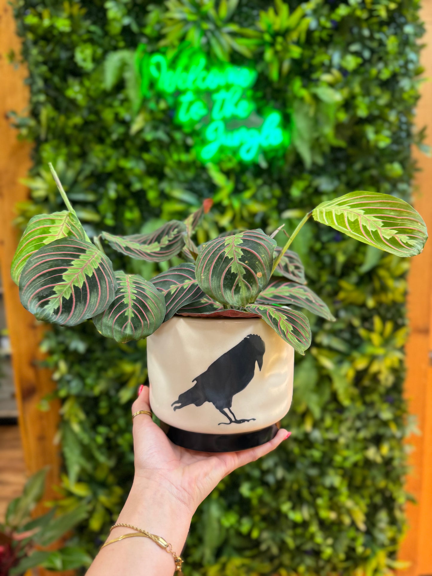 Corvus Pot (Crow, Raven)