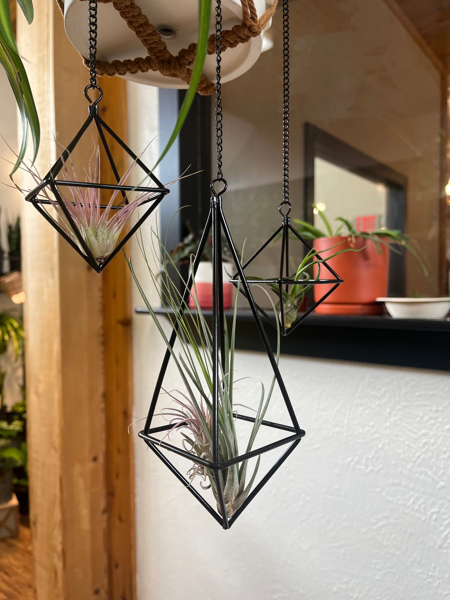 Air Plant Hangers - Variety