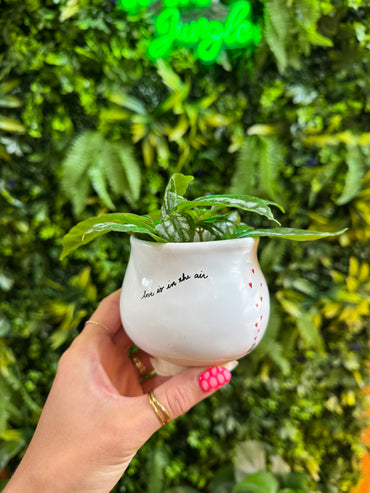 Declarations Pot