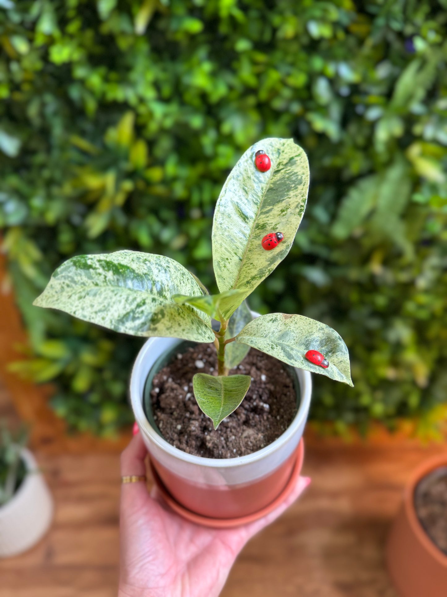Lady bug plant magnets