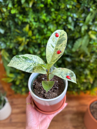 Life Like Red Ladybug Plant Magnets - Assorted Sizes
