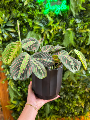 6" Black Pot