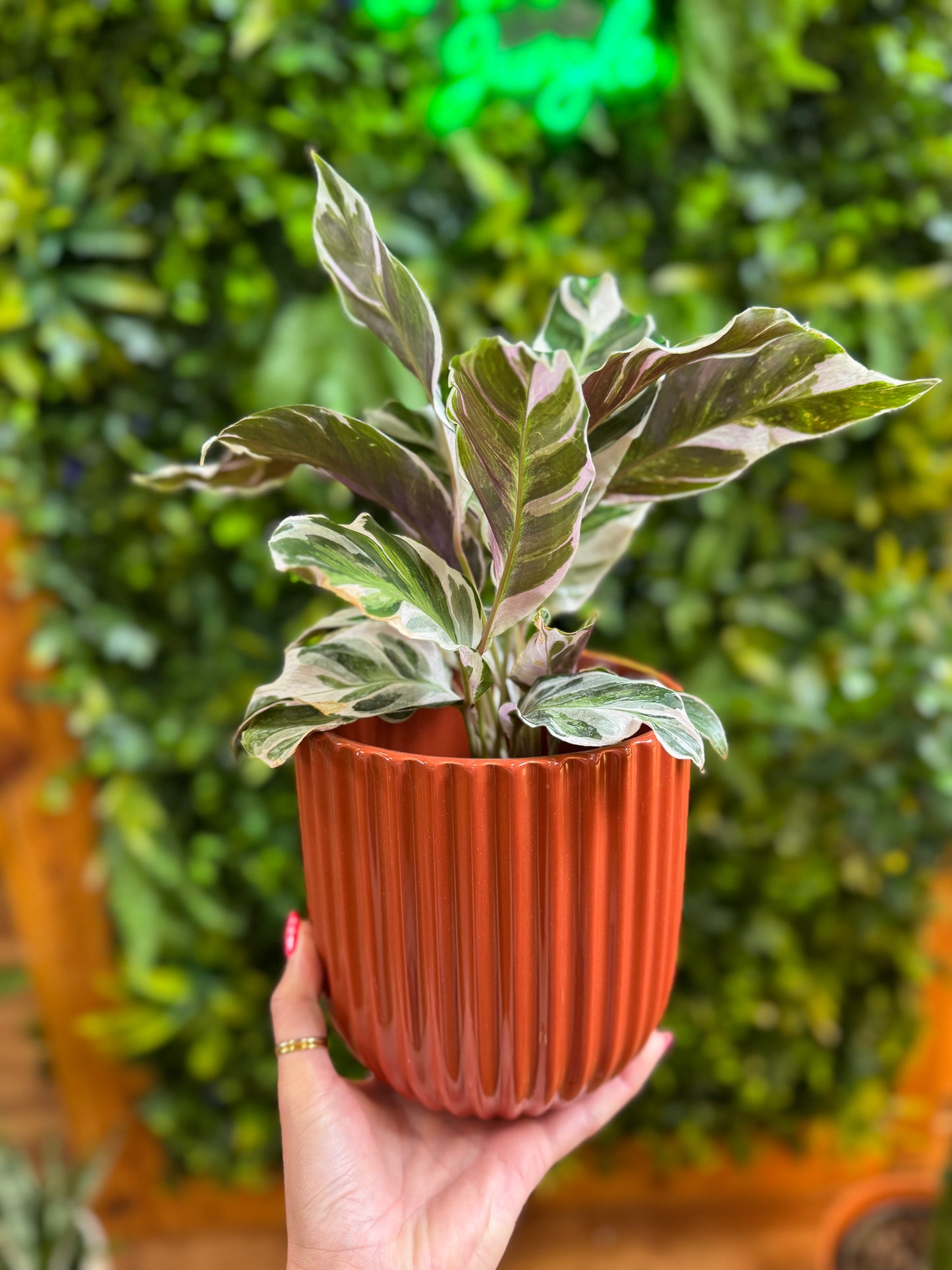 6" Orange Pot