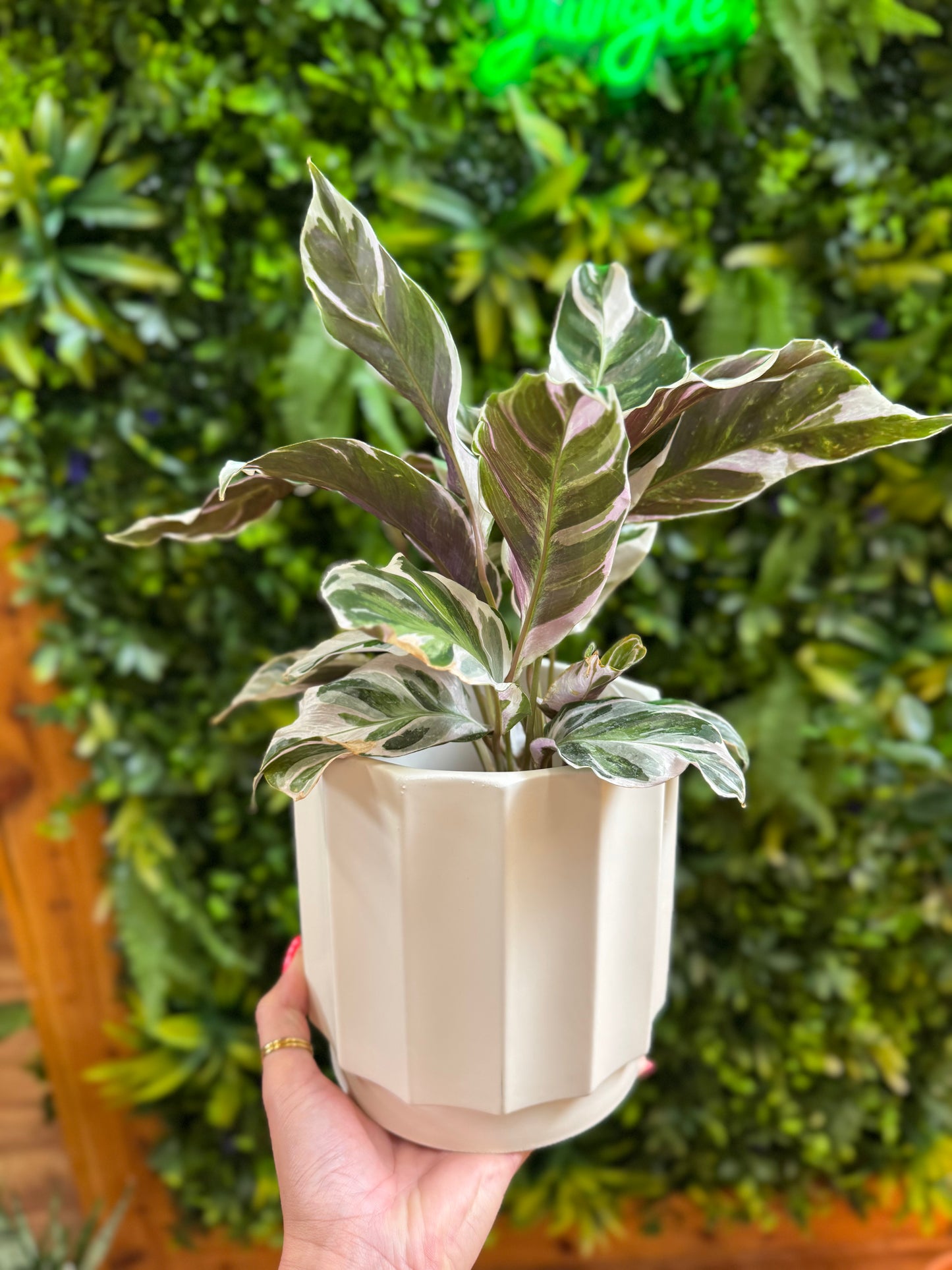 6" White Pot