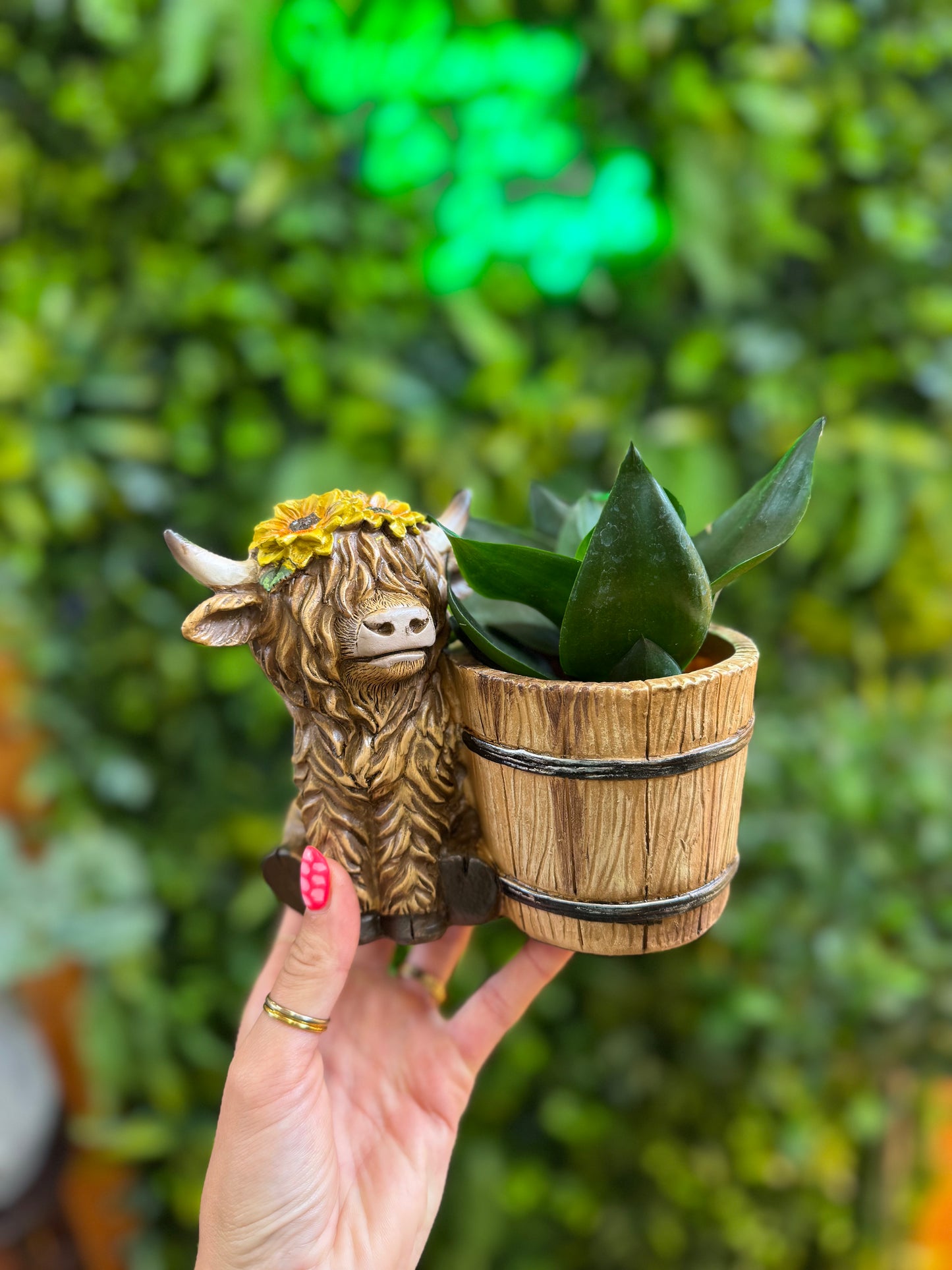 Cow Pot & Snake Plant
