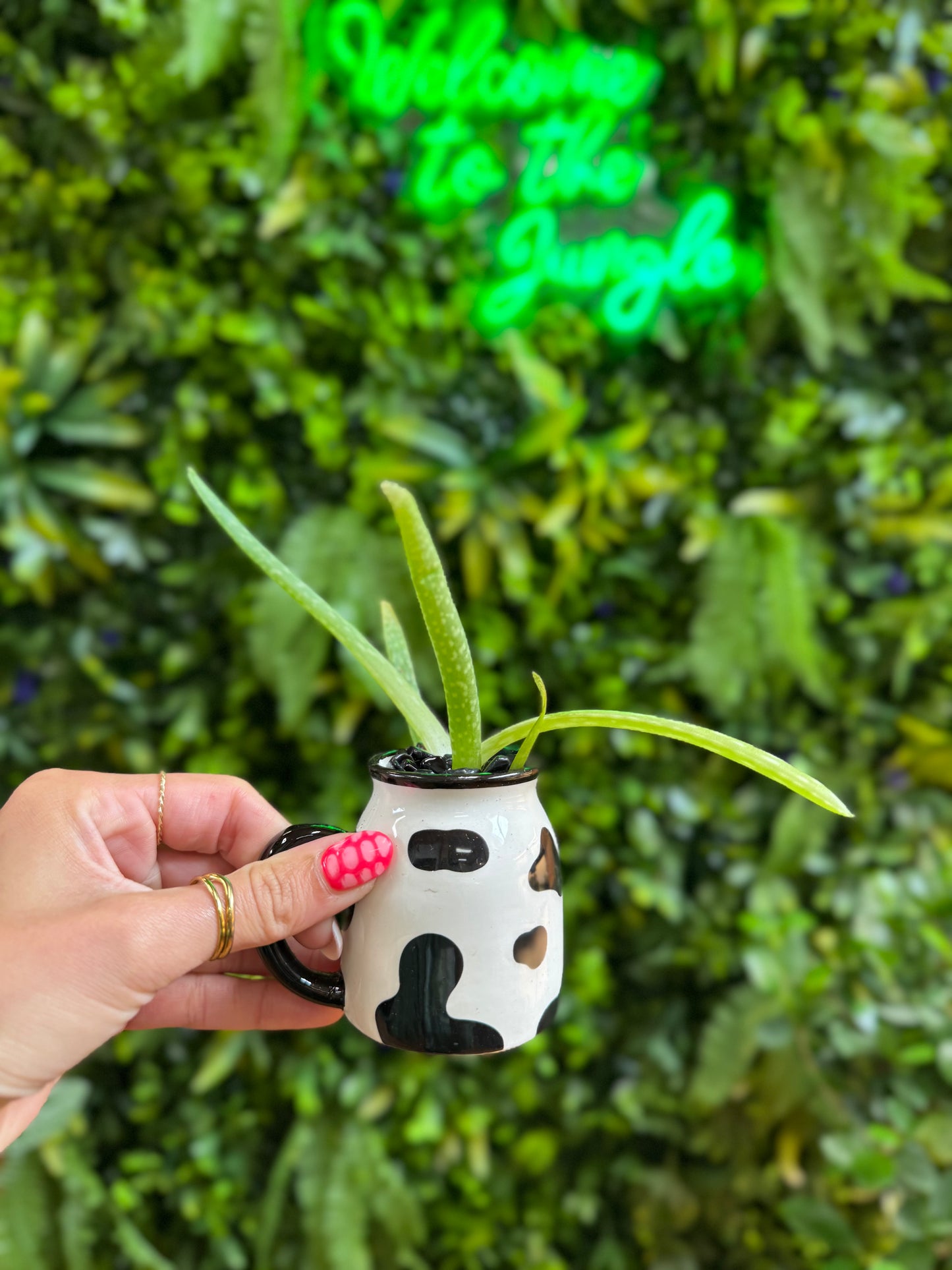 Cow Print Pot with Plant