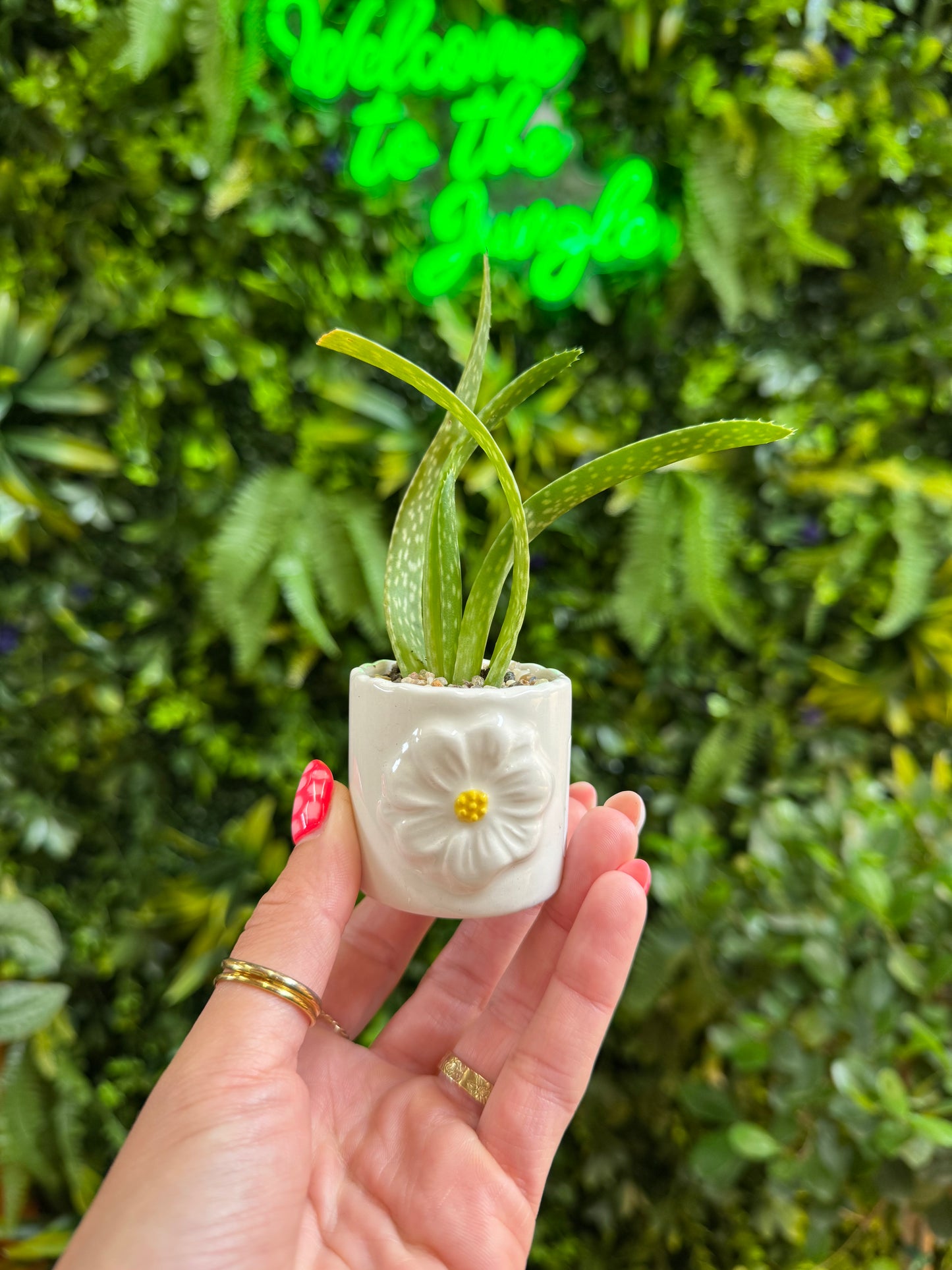 White Flower Pot with Plant