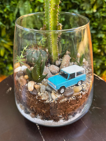 Bronco truck Assorted Cactus & Succulent Terrarium
