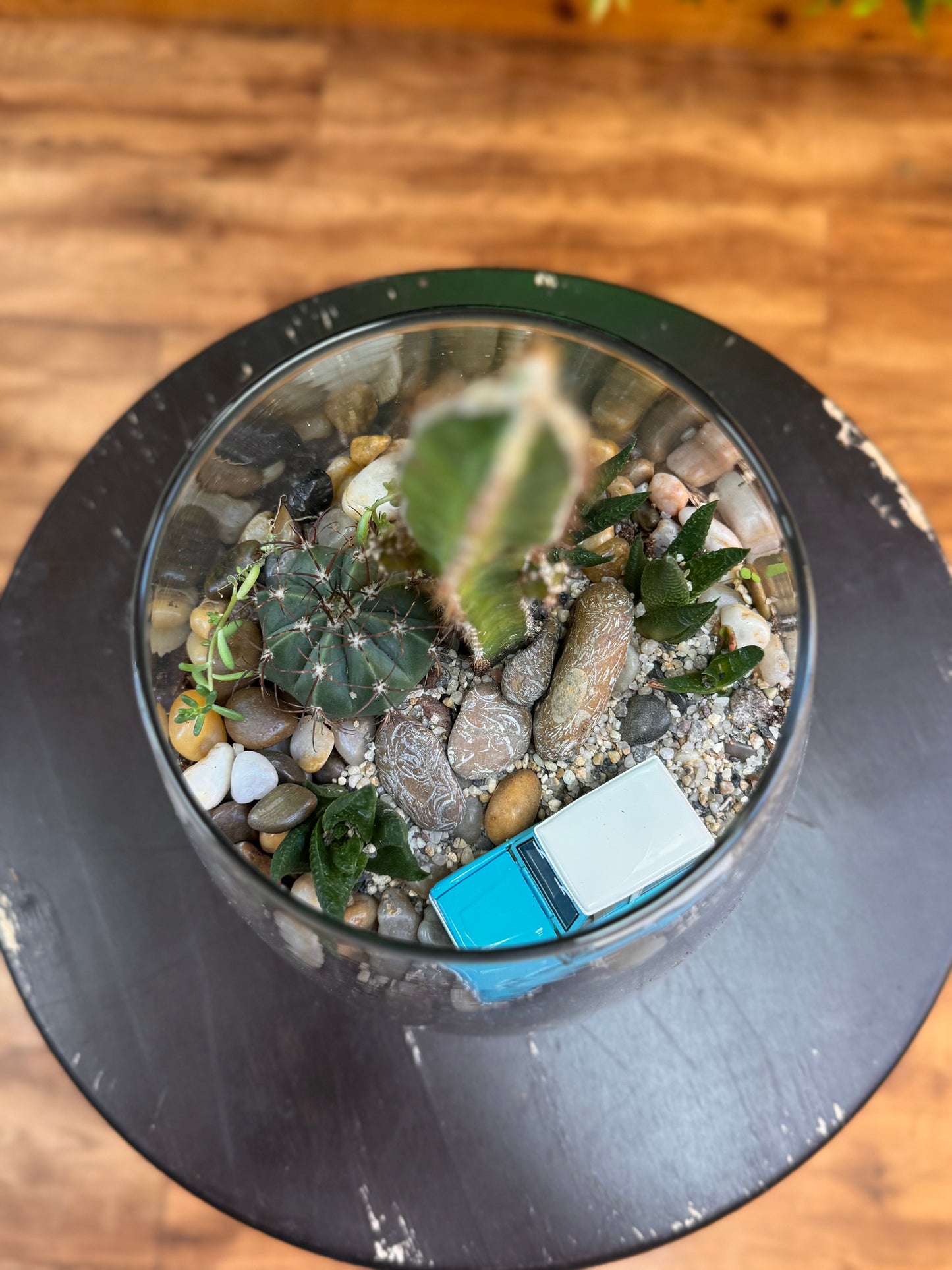Bronco truck Assorted Cactus & Succulent Terrarium