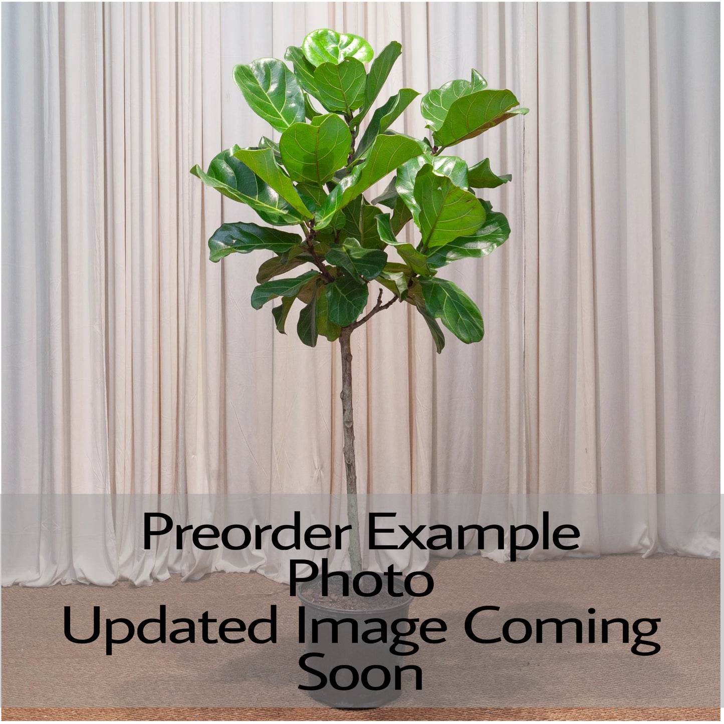 Ficus Lyrata Standard "Fiddle Fig"