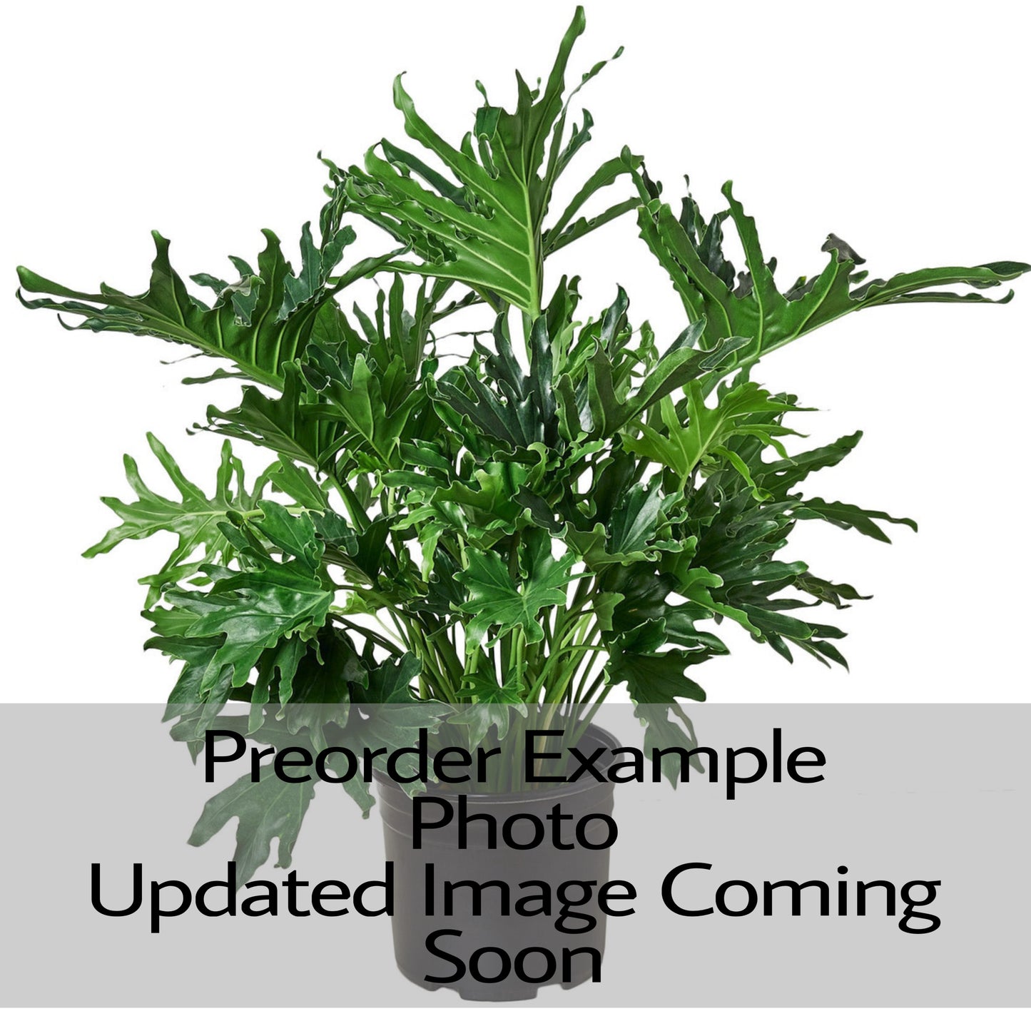 Philodendron Lickety Split
