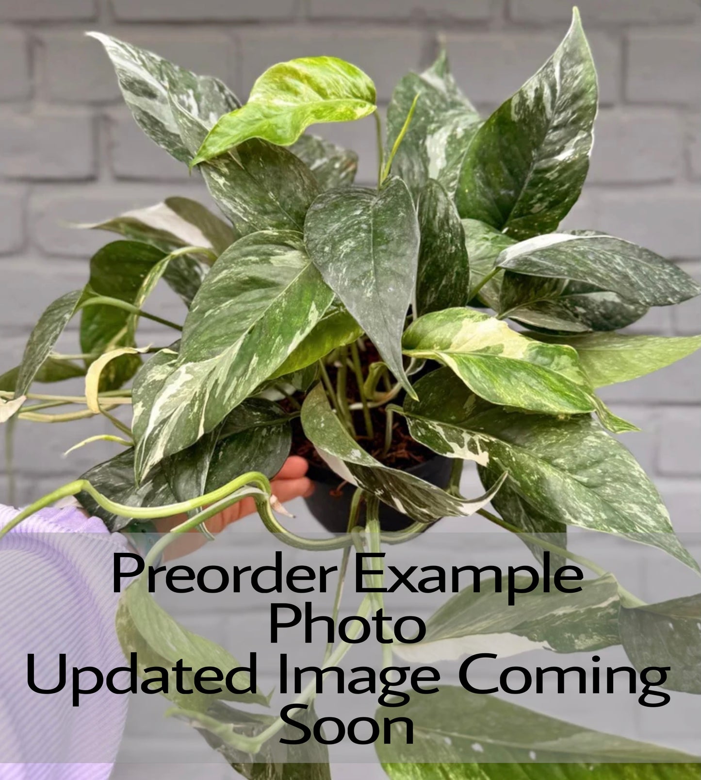 Epipremnum Pinnatum Albo (Dragon Tail Pothos)