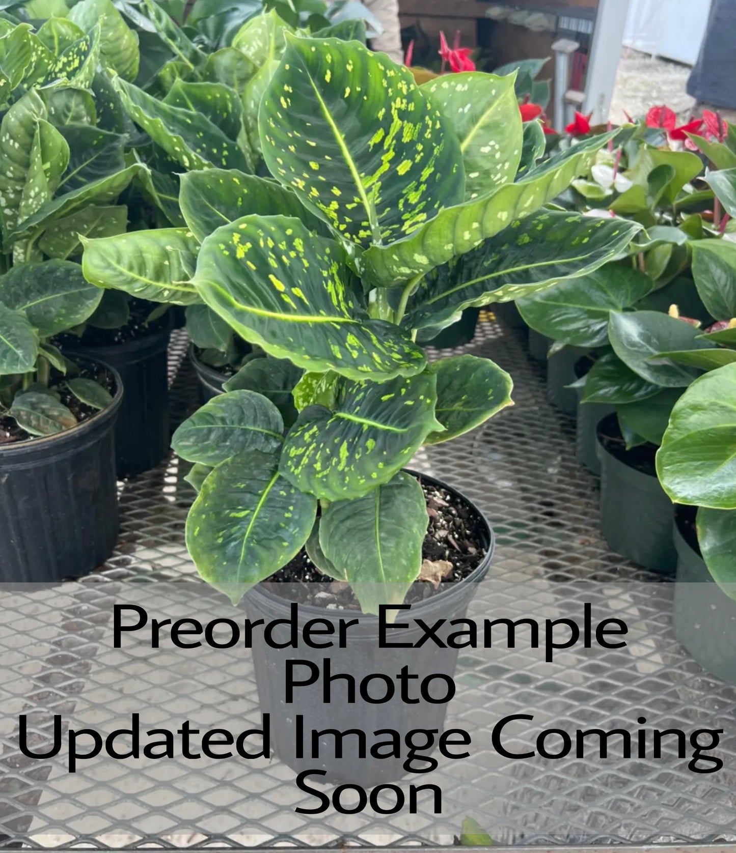 Dieffenbachia Reflector