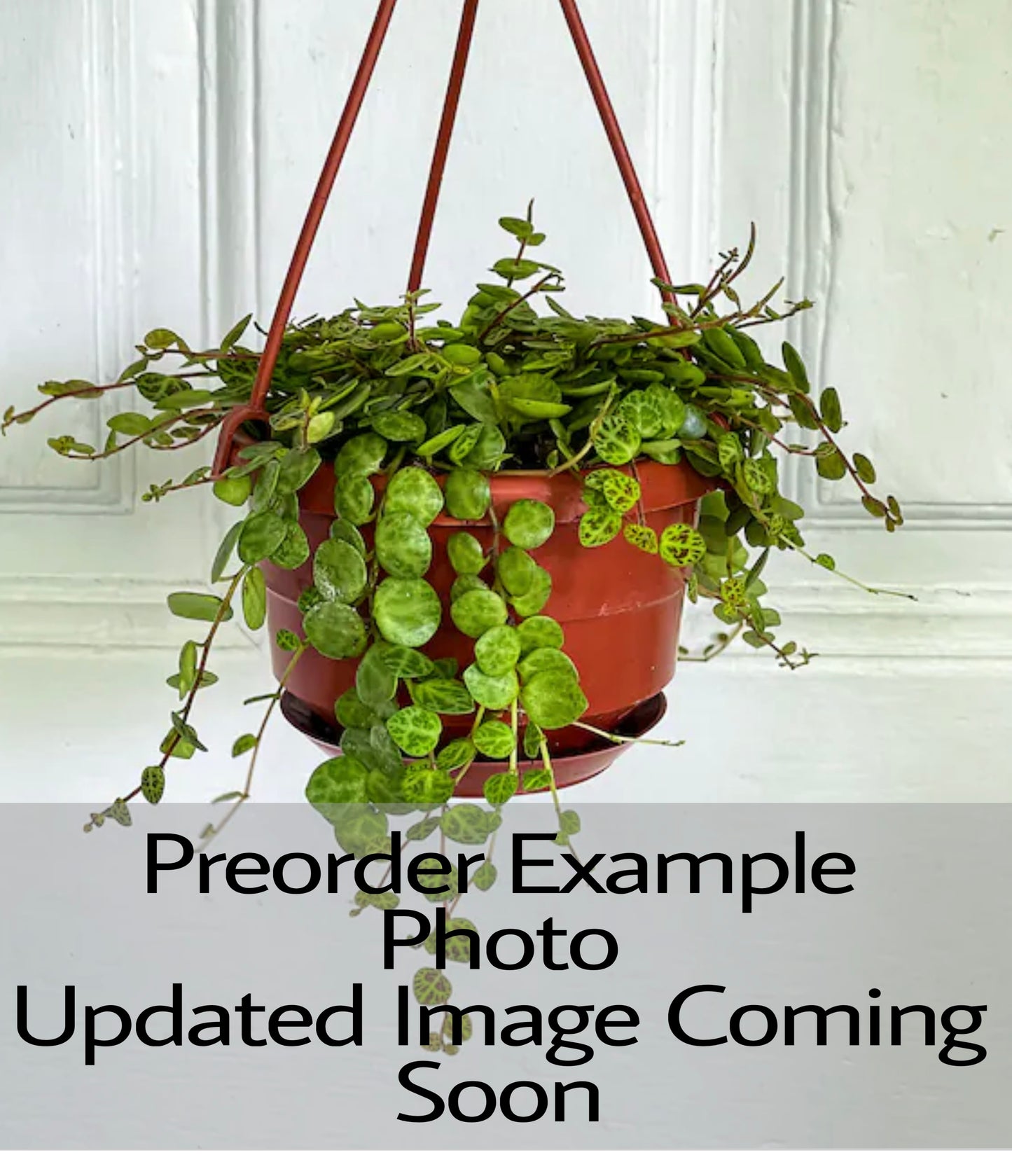 String of Turtles (Peperomia prostrata)