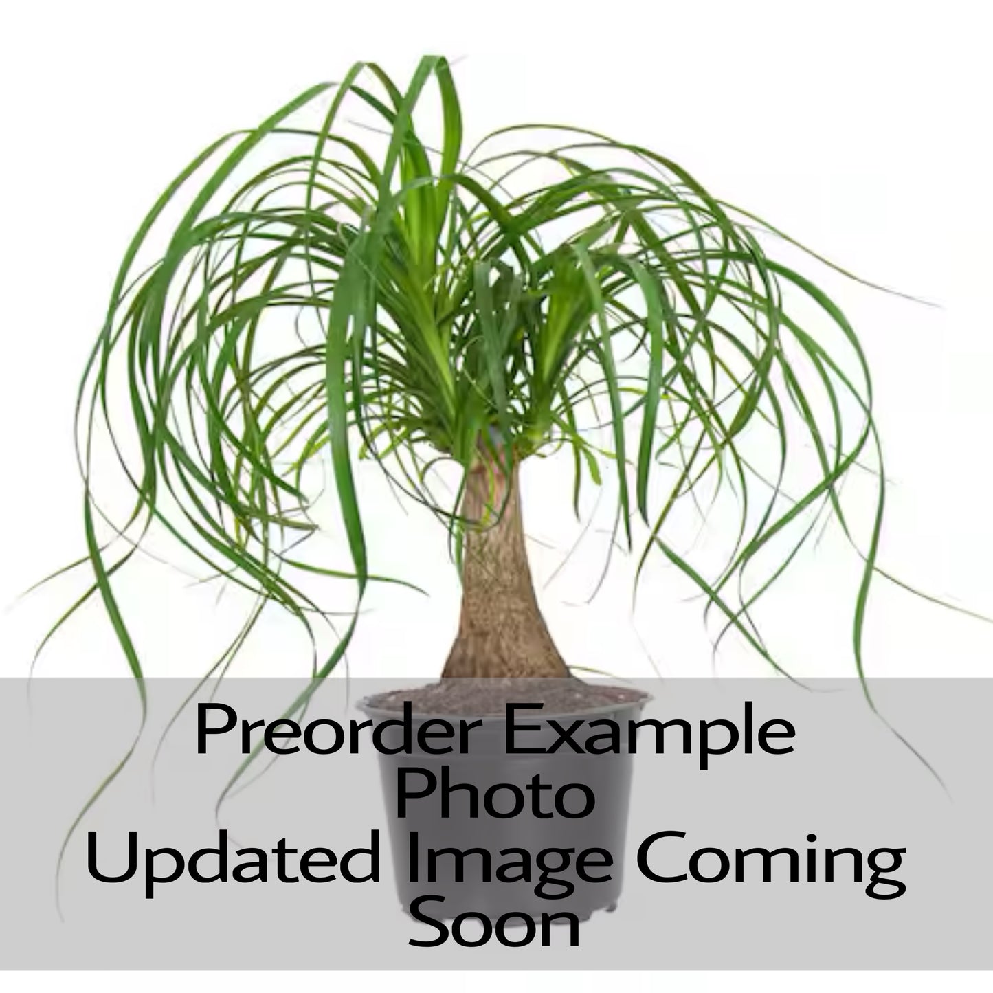 Palm Ponytail Guatemalensis Multi Head