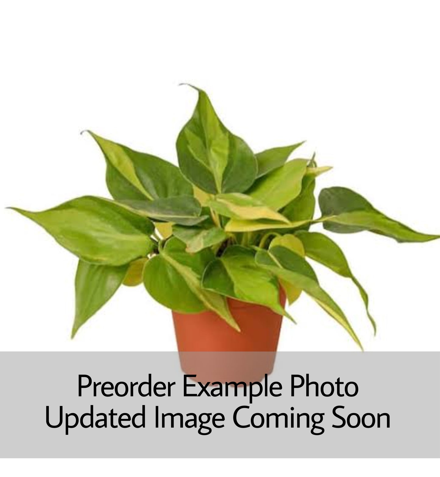 Philodendron Brasil