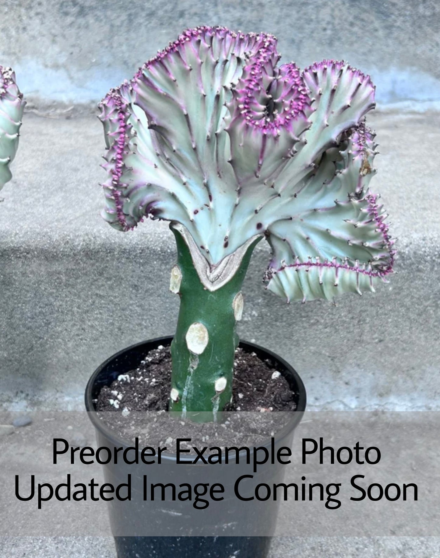 Cactus Mermaid Tail