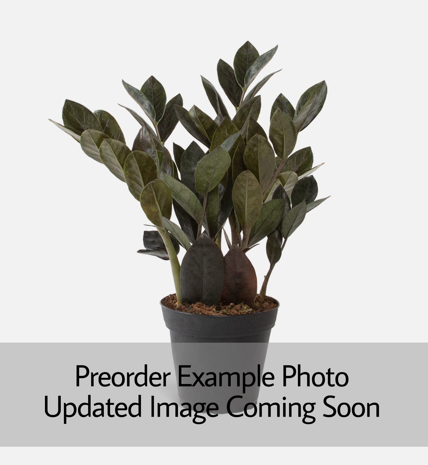 ZZ 'Black Raven' (Zamioculcas zamiifolia)